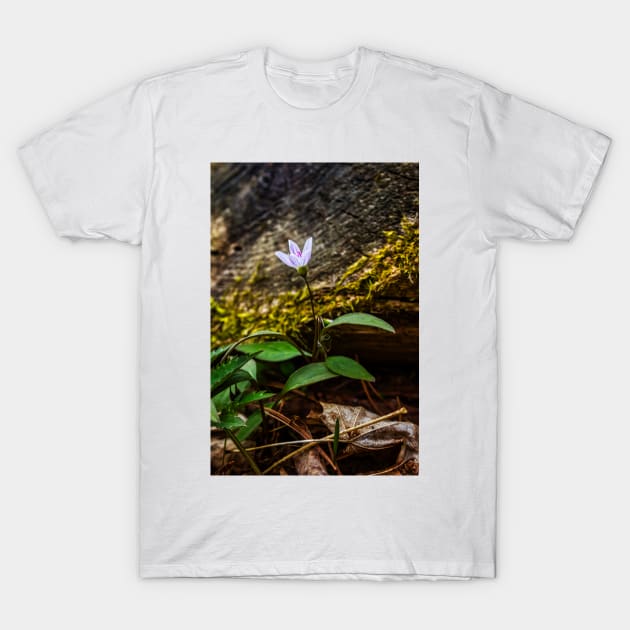 Spring Beauty Flower T-Shirt by Robert Alsop